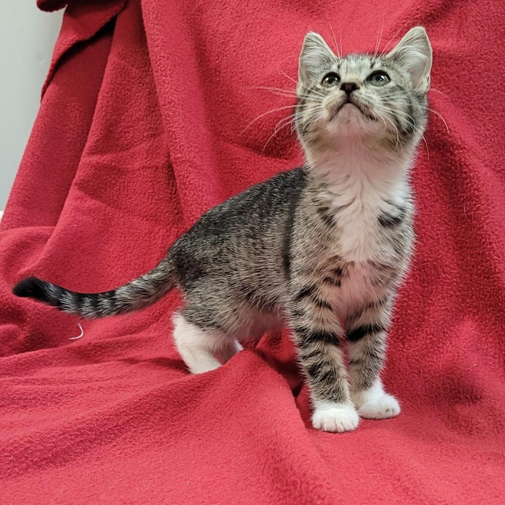 Enlarge Bootsy, a Adoptable Domestic Short Hair in Coos Bay, OR image 2/2