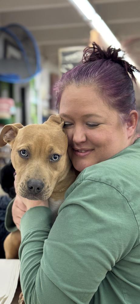 Penney, a Adoptable Staffordshire Bull Terrier in Plumerville, AR image 1/2