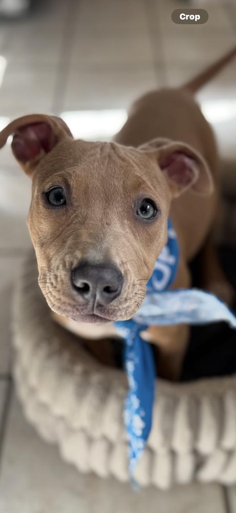 Penney, a Adoptable Staffordshire Bull Terrier in Plumerville, AR image 2/2