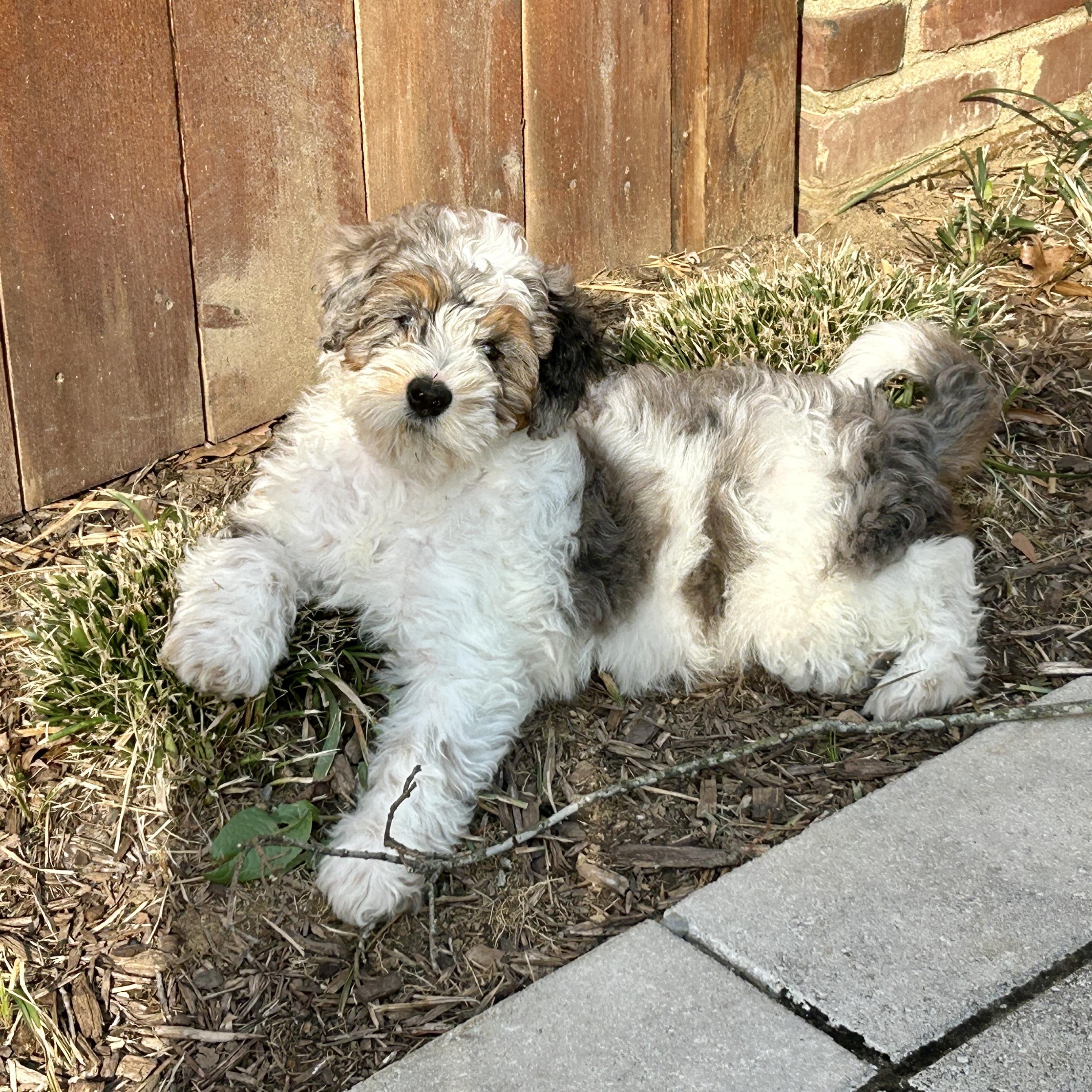 Petunia Willow, adoptable, Puppy Female Aussiedoodle & Bernedoodle.
