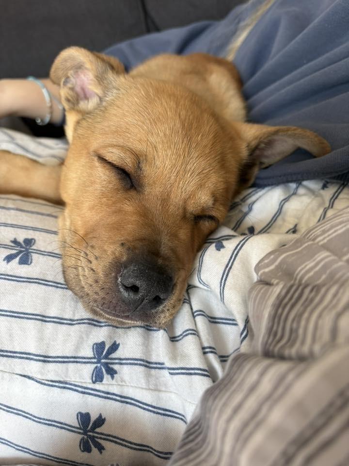 Piston, Adoptable, Puppy Male Shepherd.