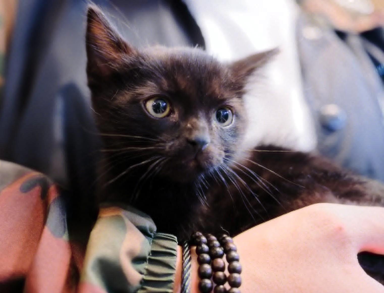 Galaxy, a Adoptable mixed breed in Fremont , CA image 3/6