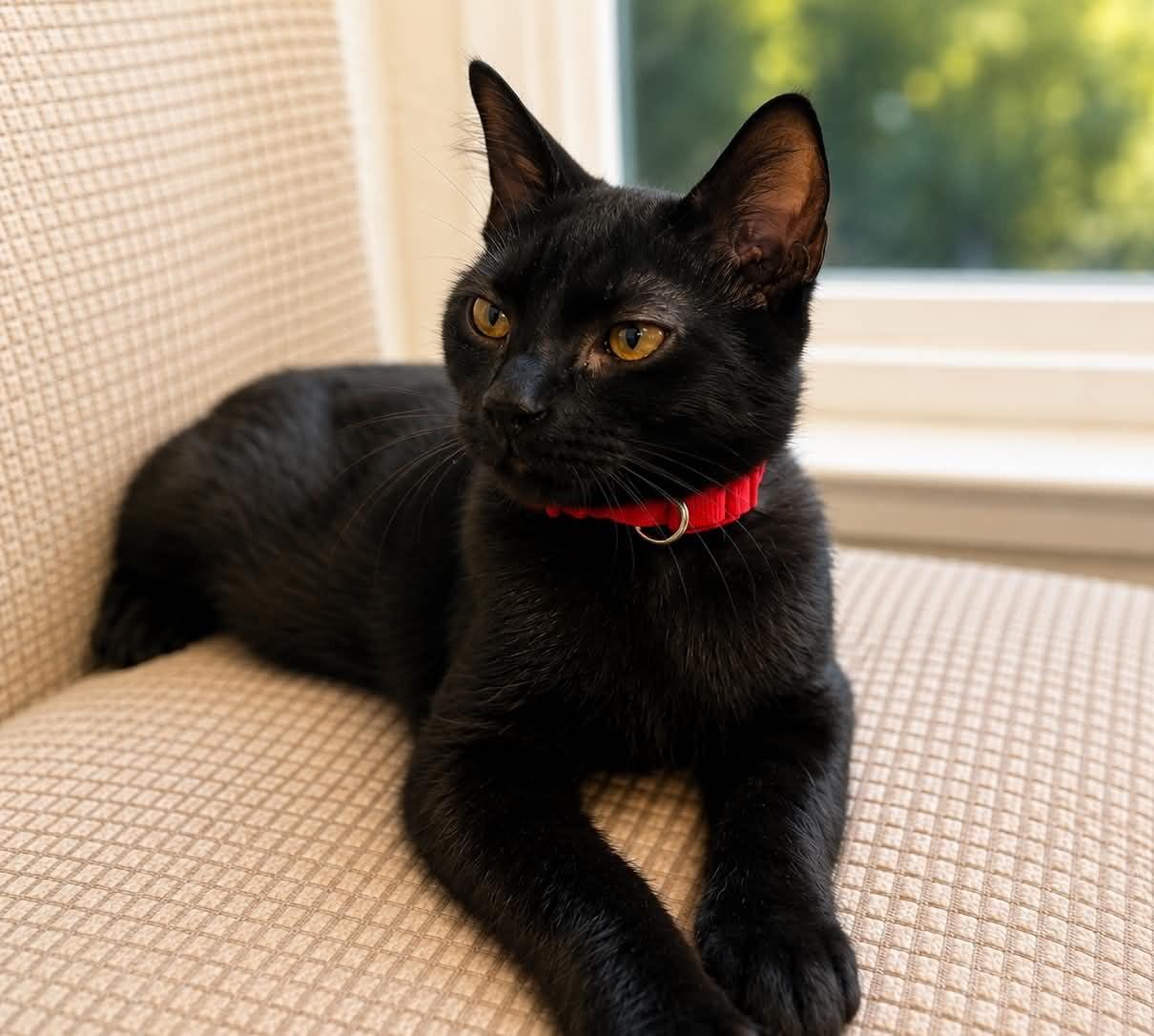 Galaxy, a Adoptable mixed breed in Fremont , CA image 2/6
