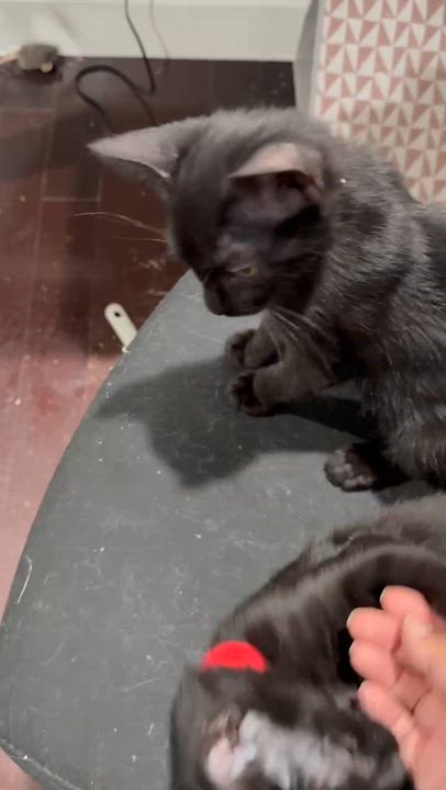 Enlarge Galaxy, a Adoptable mixed breed in Fremont , CA video 5/6