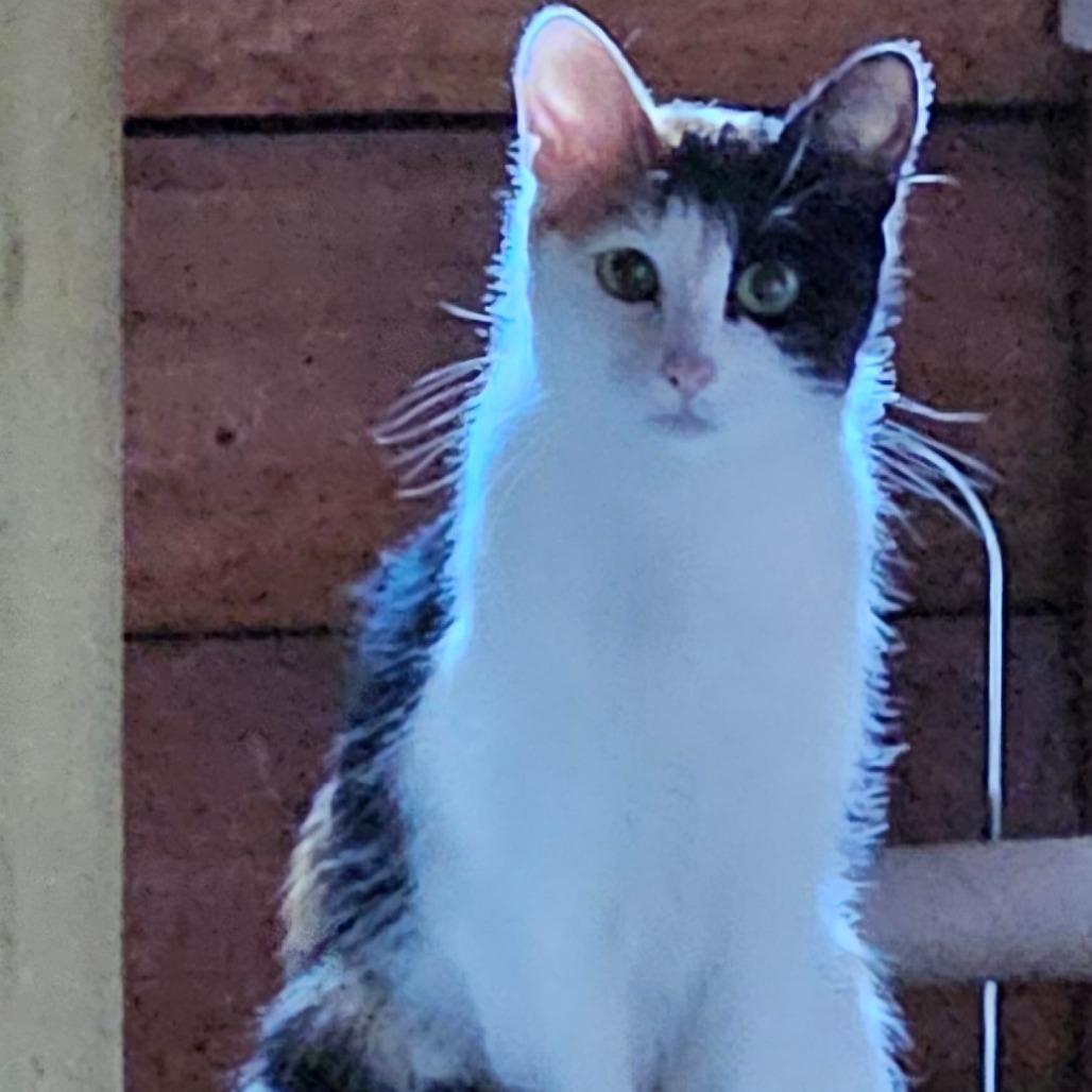 Peanut, Adoptable, Young Female Domestic Short Hair.