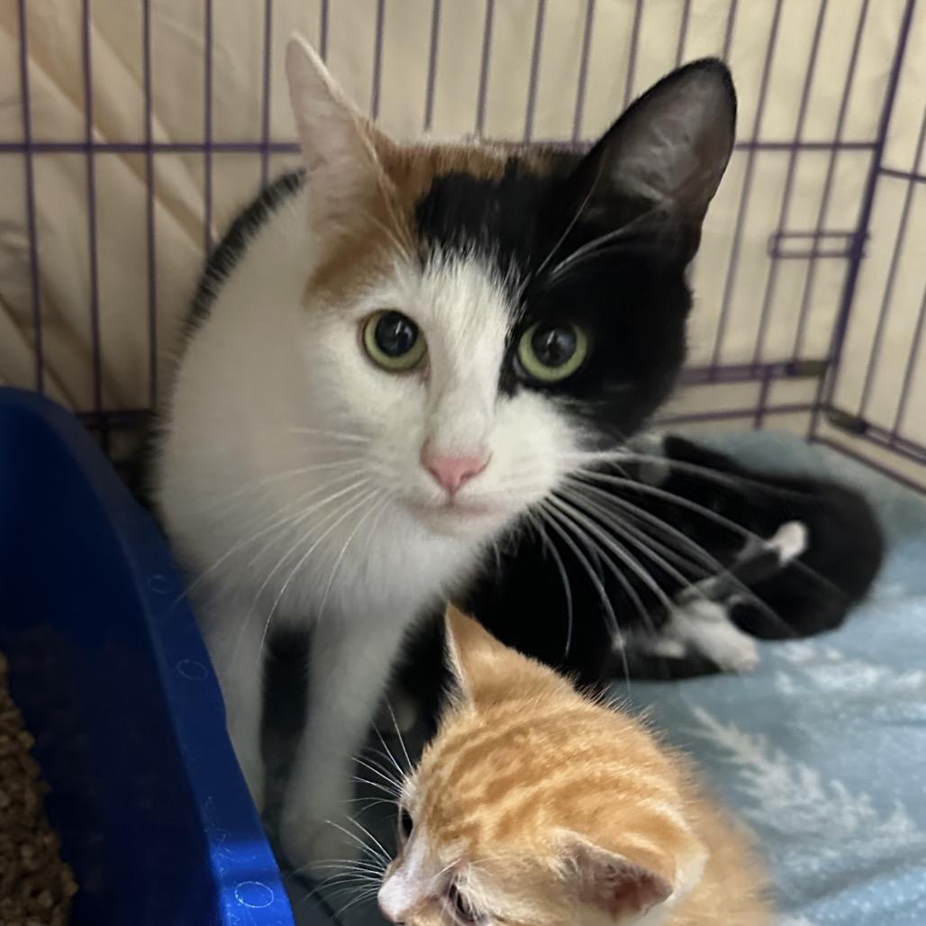 Peanut, a Adoptable Domestic Short Hair in Priest River, ID image 2/2