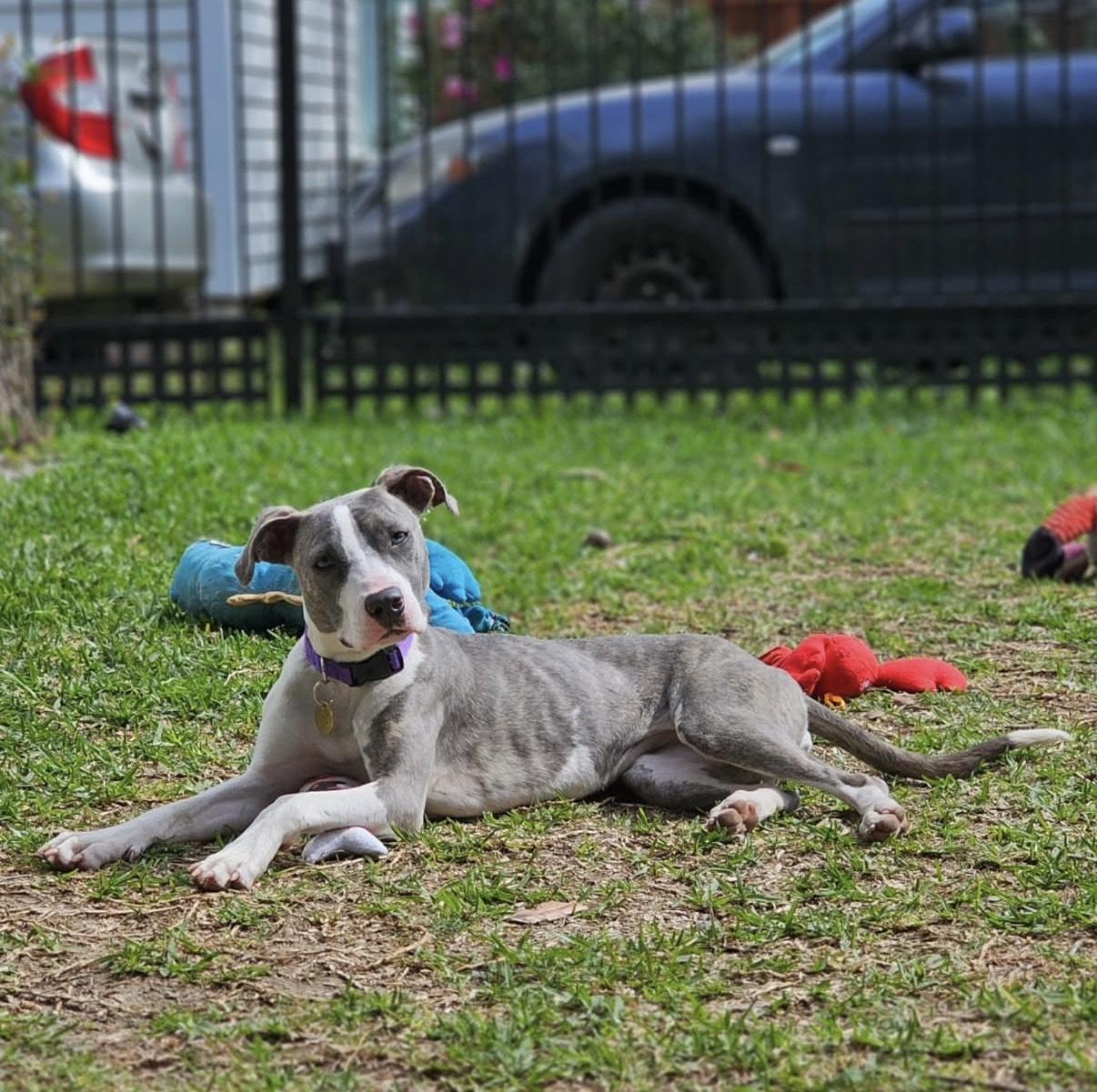 Lea (156810) (In a foster home), adopted, Young Female Pit Bull Terrier.