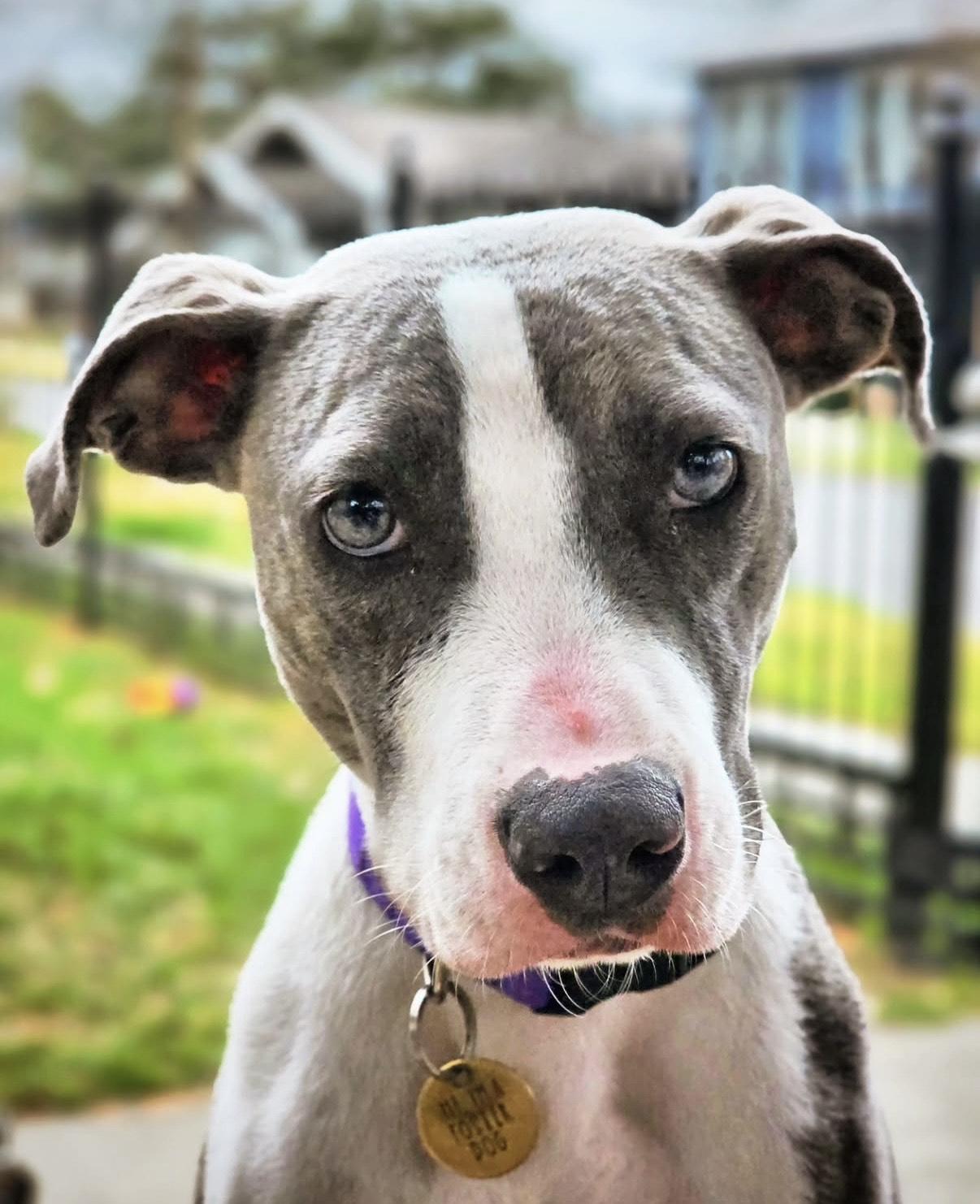 Lea (156810) (In a foster home), an adopted Pit Bull Terrier in Baton Rouge, LA image 4/6