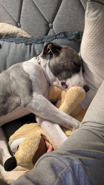 Lea (156810) (In a foster home), an adopted Pit Bull Terrier in Baton Rouge, LA image 6/6