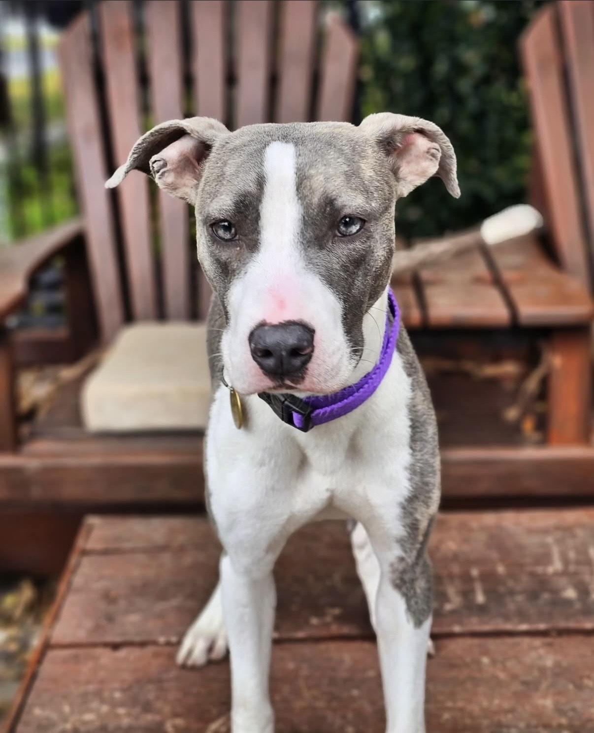 Lea (156810) (In a foster home), an adopted Pit Bull Terrier in Baton Rouge, LA image 2/6