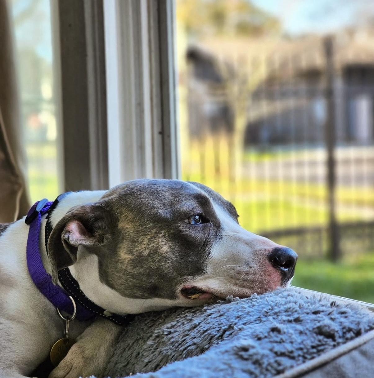Lea (156810) (In a foster home), an adopted Pit Bull Terrier in Baton Rouge, LA image 5/6