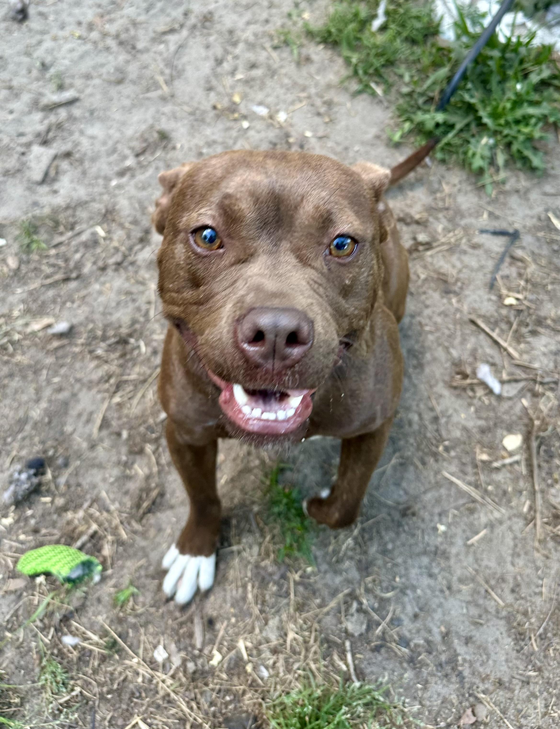 Punky, adoptable, Young Female American Staffordshire Terrier.
