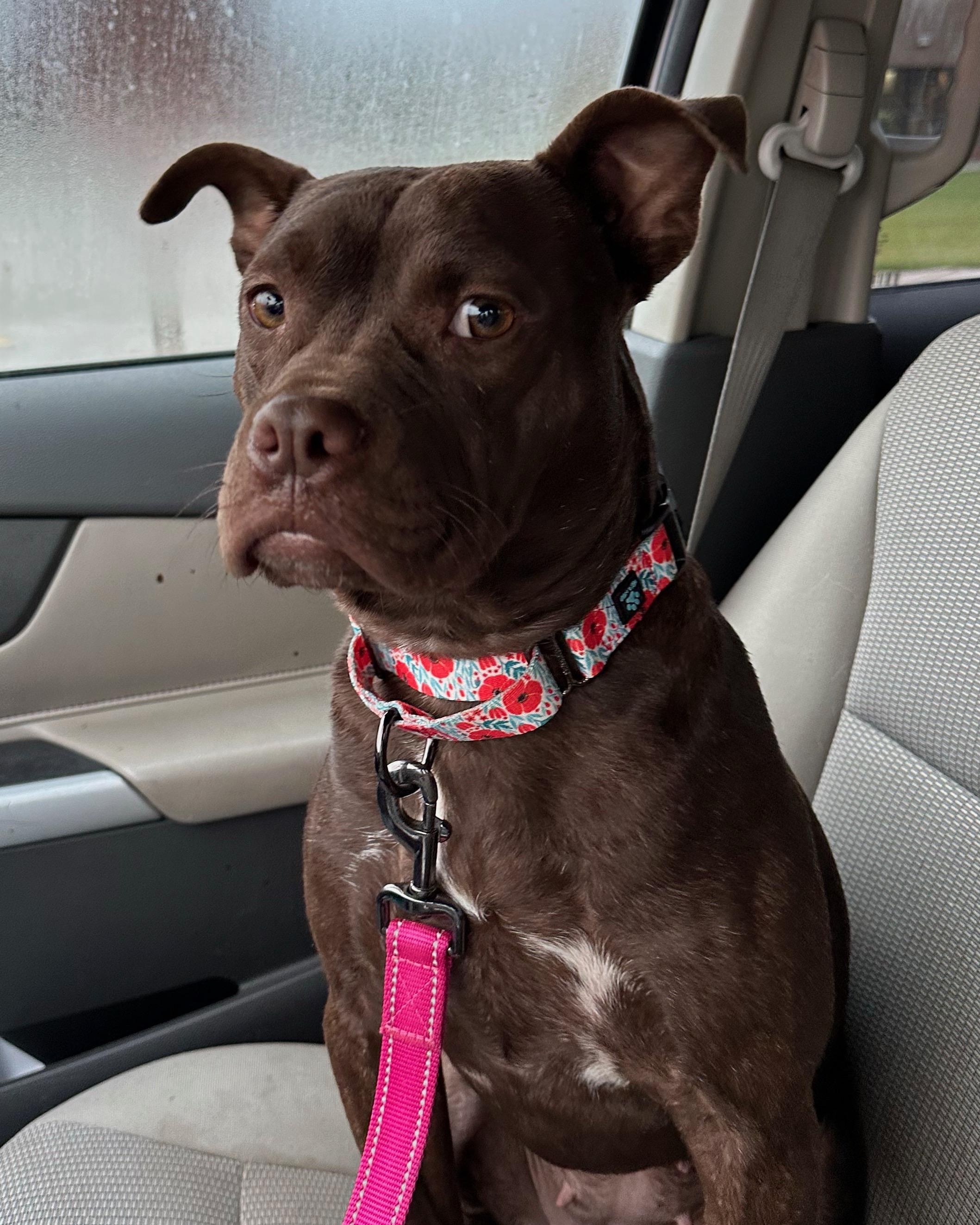 Punky, adoptable, Young Female American Bully.