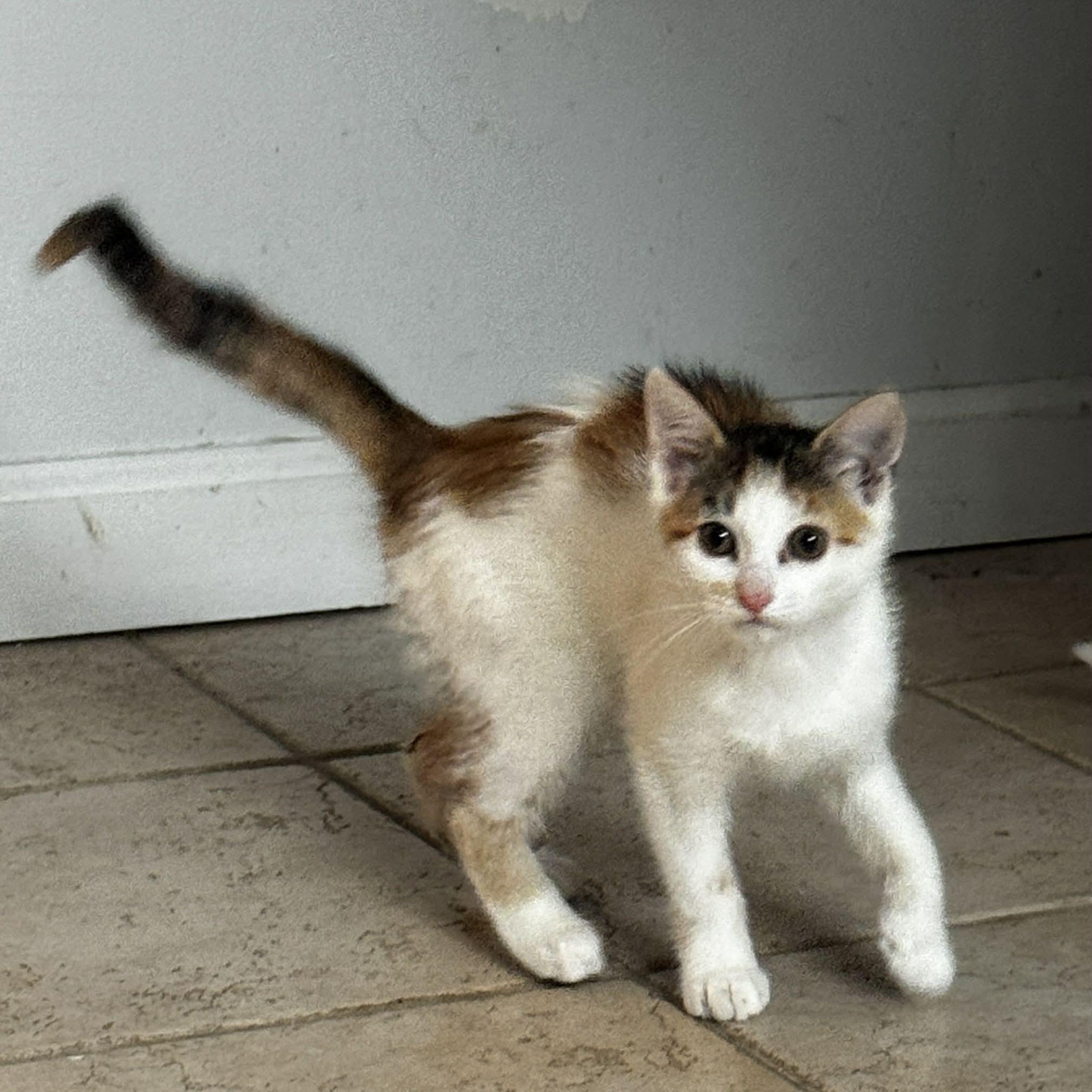 Summer, adopted, Kitten Female American Shorthair.