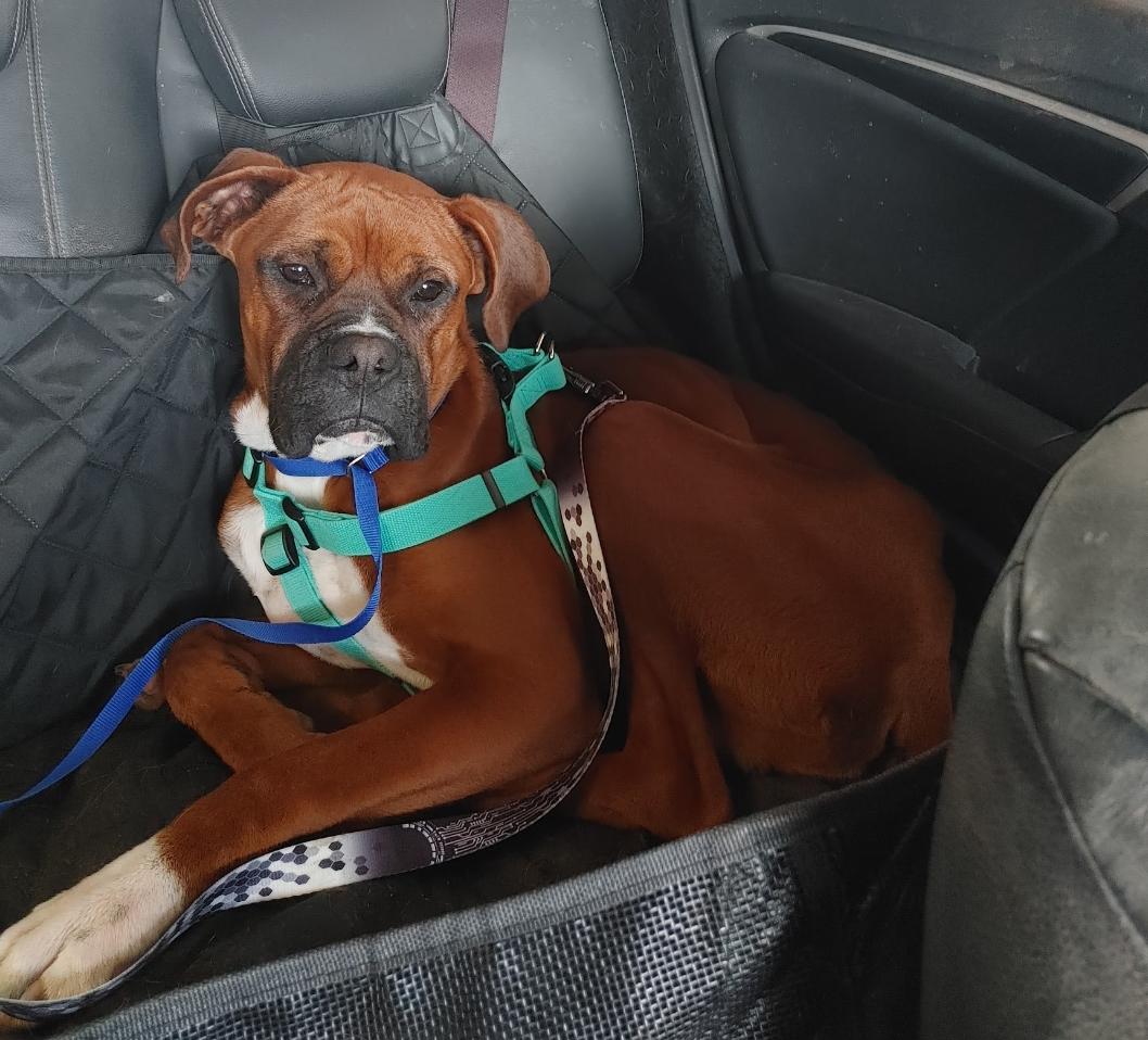 Enlarge Bo - ADOPTION PENDING!!!, a Adoptable Boxer in Shakopee, MN image 1/3