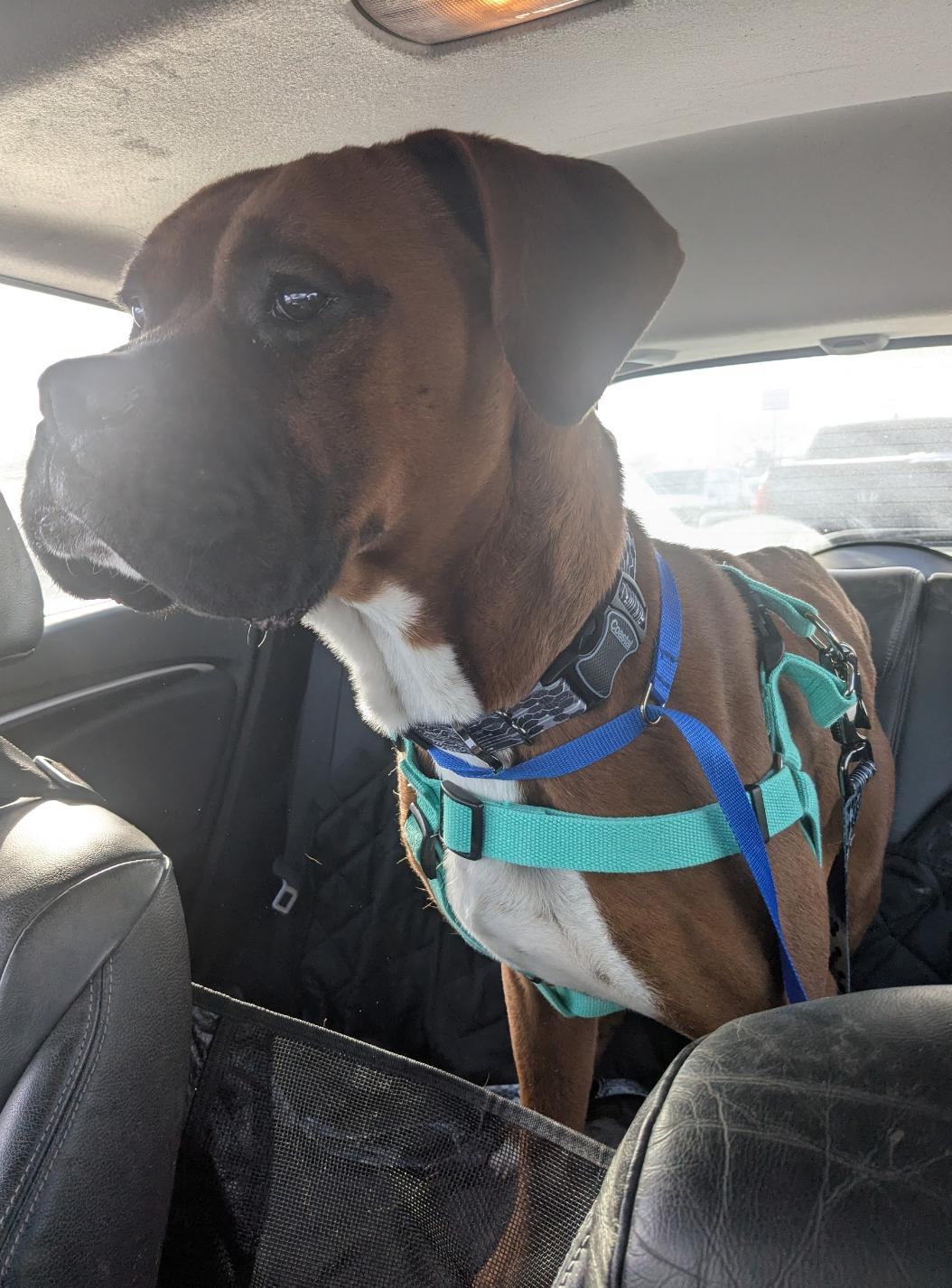 Enlarge Bo - ADOPTION PENDING!!!, a Adoptable Boxer in Shakopee, MN image 2/3