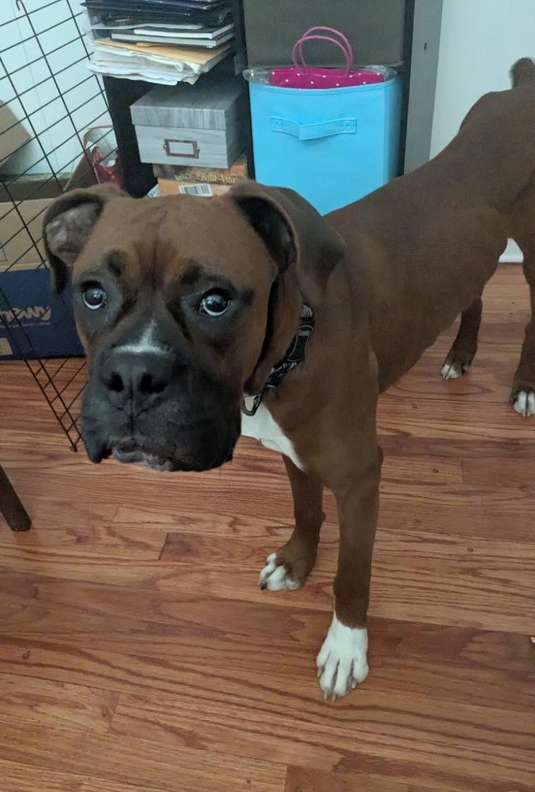 Enlarge Bo - ADOPTION PENDING!!!, a Adoptable Boxer in Shakopee, MN image 3/3