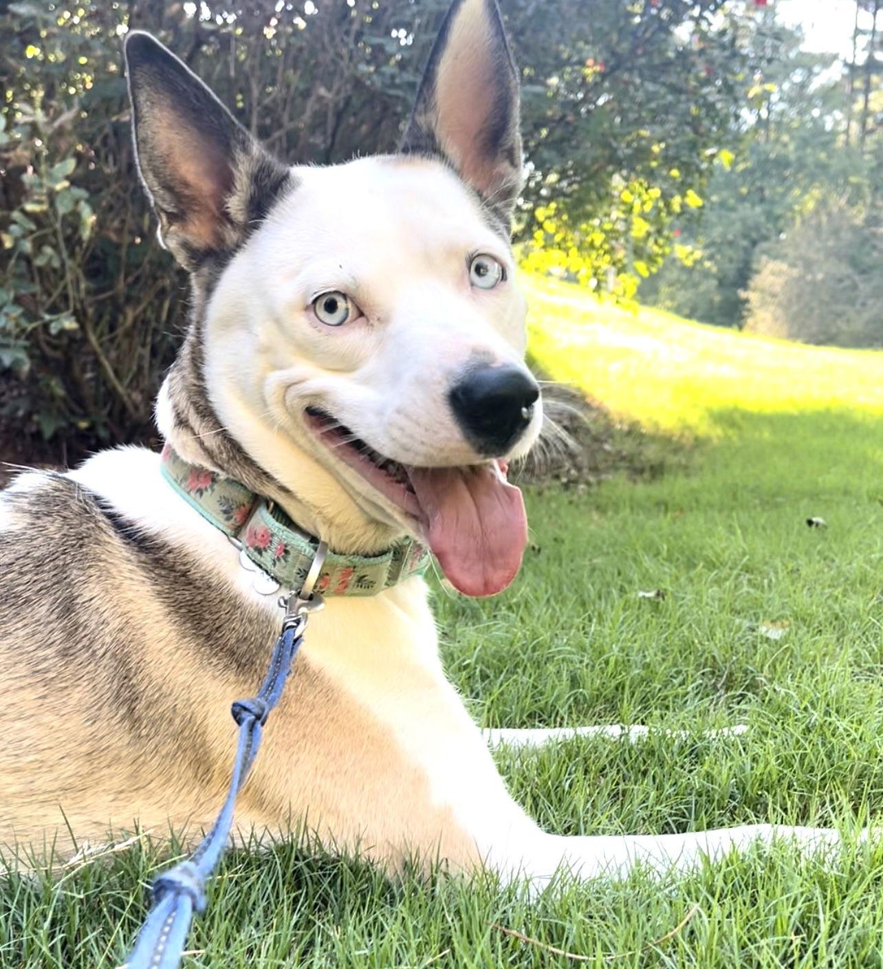 Enlarge Kacy - Happy Go Lucky Girl!, a Adoptable Husky in Acworth, GA image 1/6