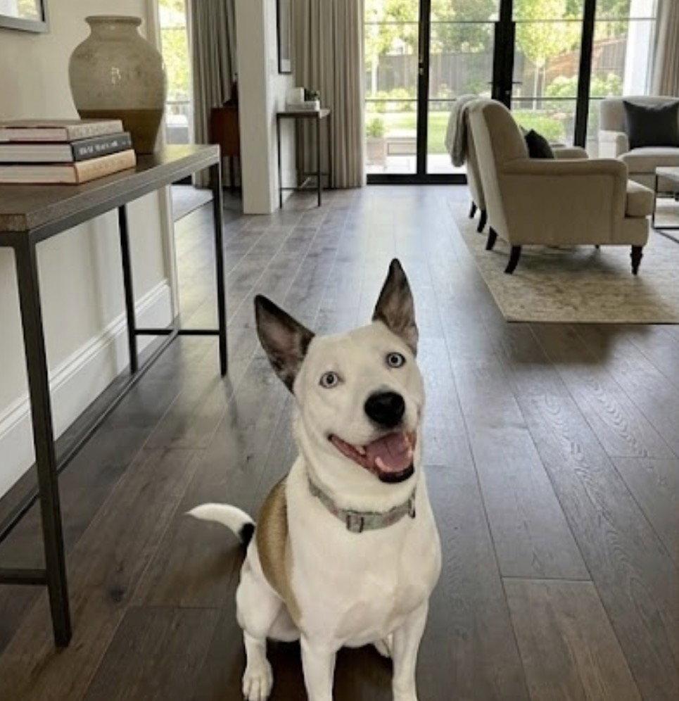 Enlarge Kacy - Happy Go Lucky Girl!, a Adoptable Husky in Acworth, GA image 1/3