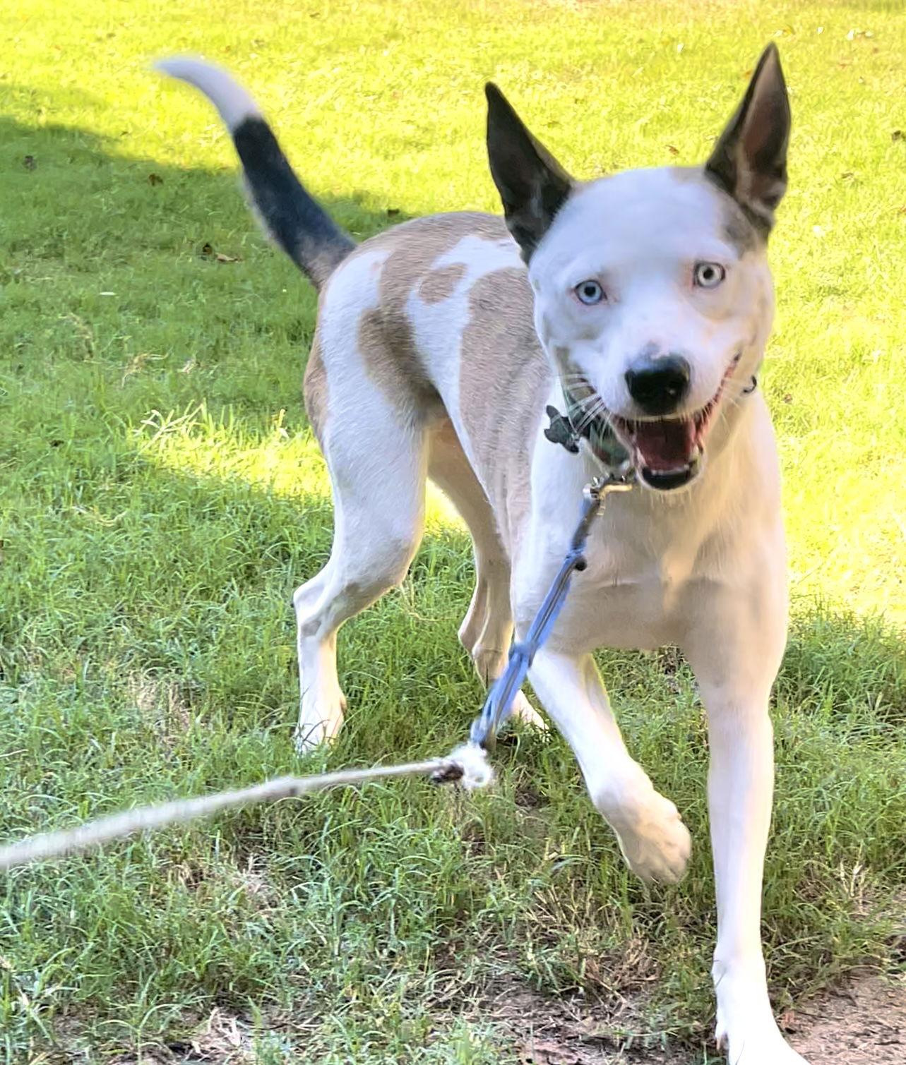 Enlarge Kacy - Happy Go Lucky Girl!, a Adoptable Husky in Acworth, GA image 3/6