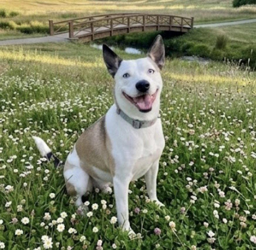 Enlarge Kacy - Happy Go Lucky Girl!, a Adoptable Husky in Acworth, GA image 3/3