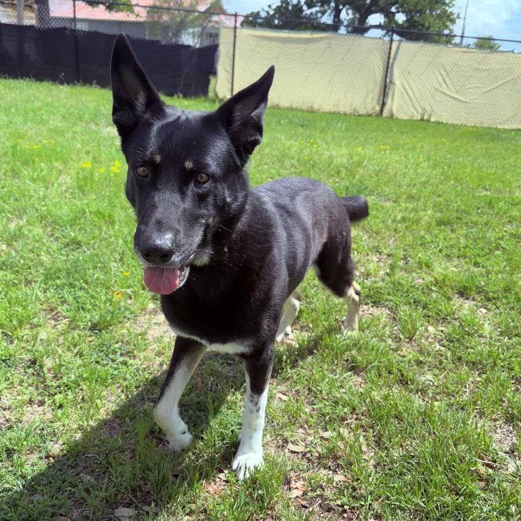 Shadow, Adoptable, Adult Male Shepherd & Mixed Breed.