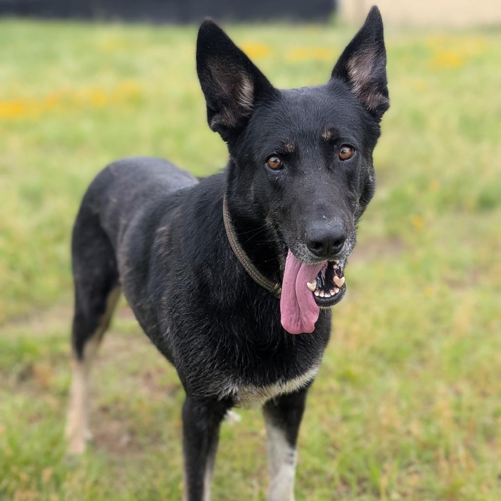 Enlarge Shadow, a Adoptable mixed breed in Buchanan Dam, TX image 3/6