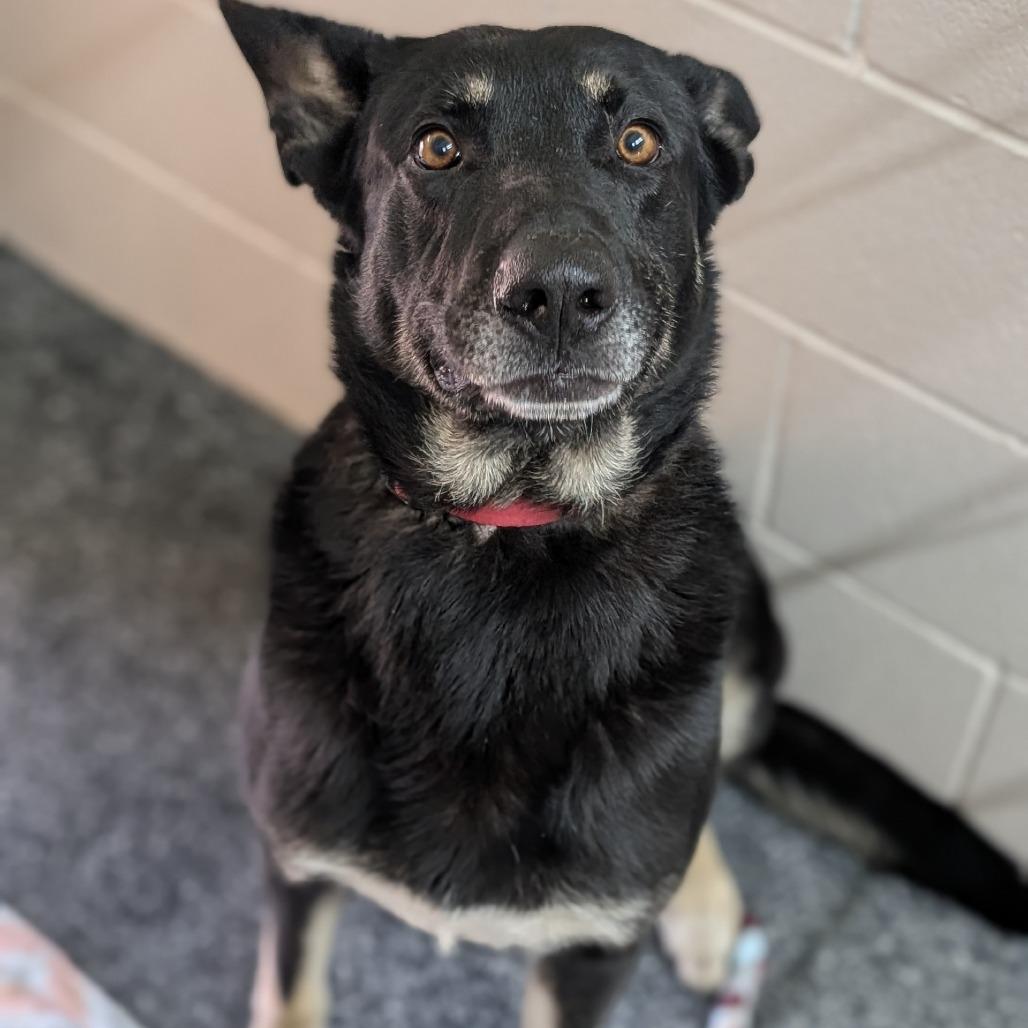 Enlarge Shadow, a Adoptable mixed breed in Buchanan Dam, TX image 4/6