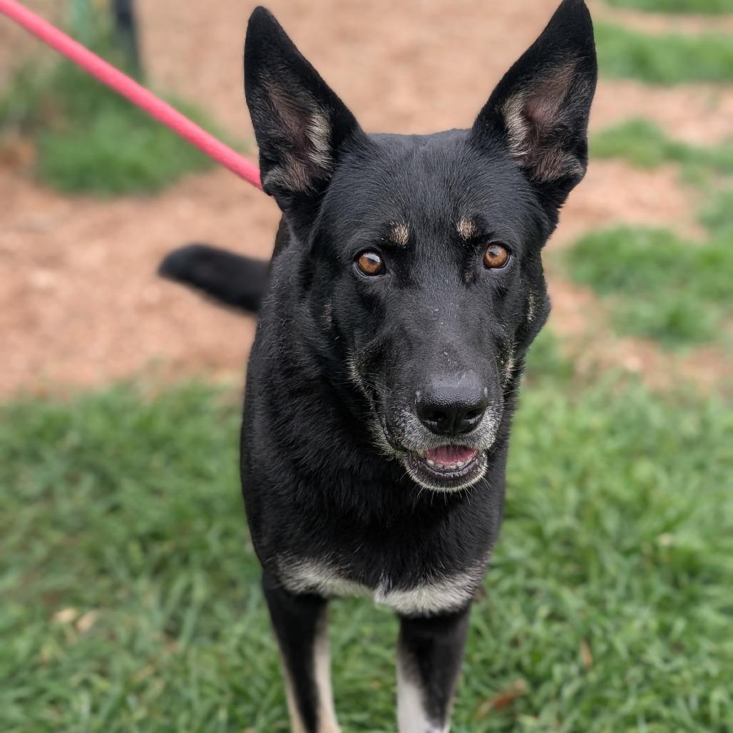 Enlarge Shadow, a Adoptable mixed breed in Buchanan Dam, TX image 5/6