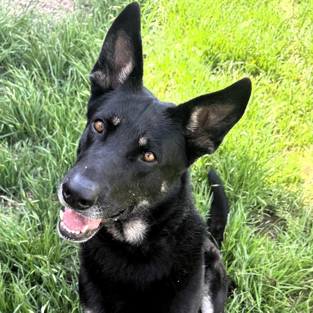 Enlarge Shadow, a Adoptable mixed breed in Buchanan Dam, TX image 6/6