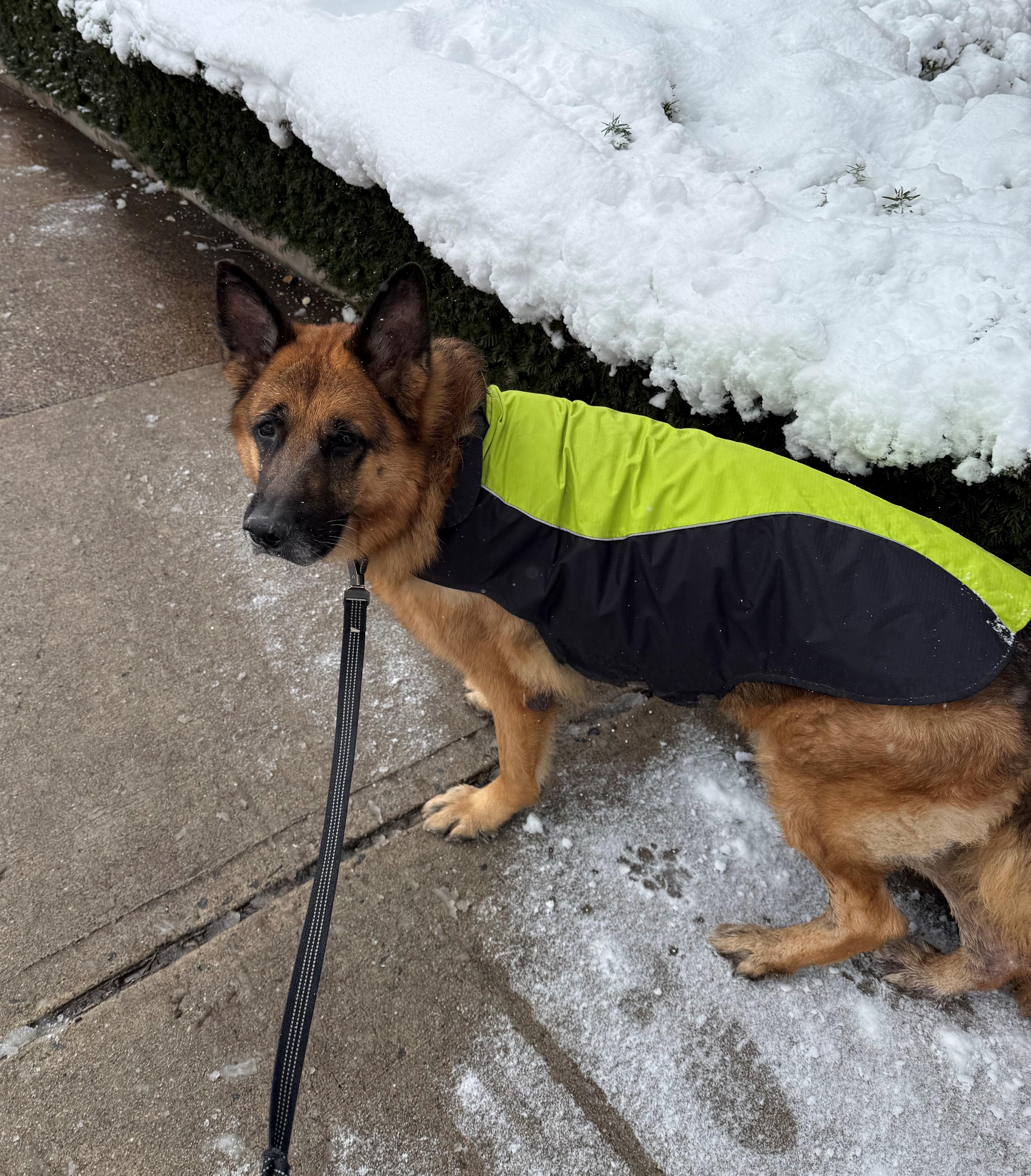 NOT at the shelter -- Courtesy Listing for Rocky, a ADOPTABLE German Shepherd Dog in New Rochelle, NY image 3/3