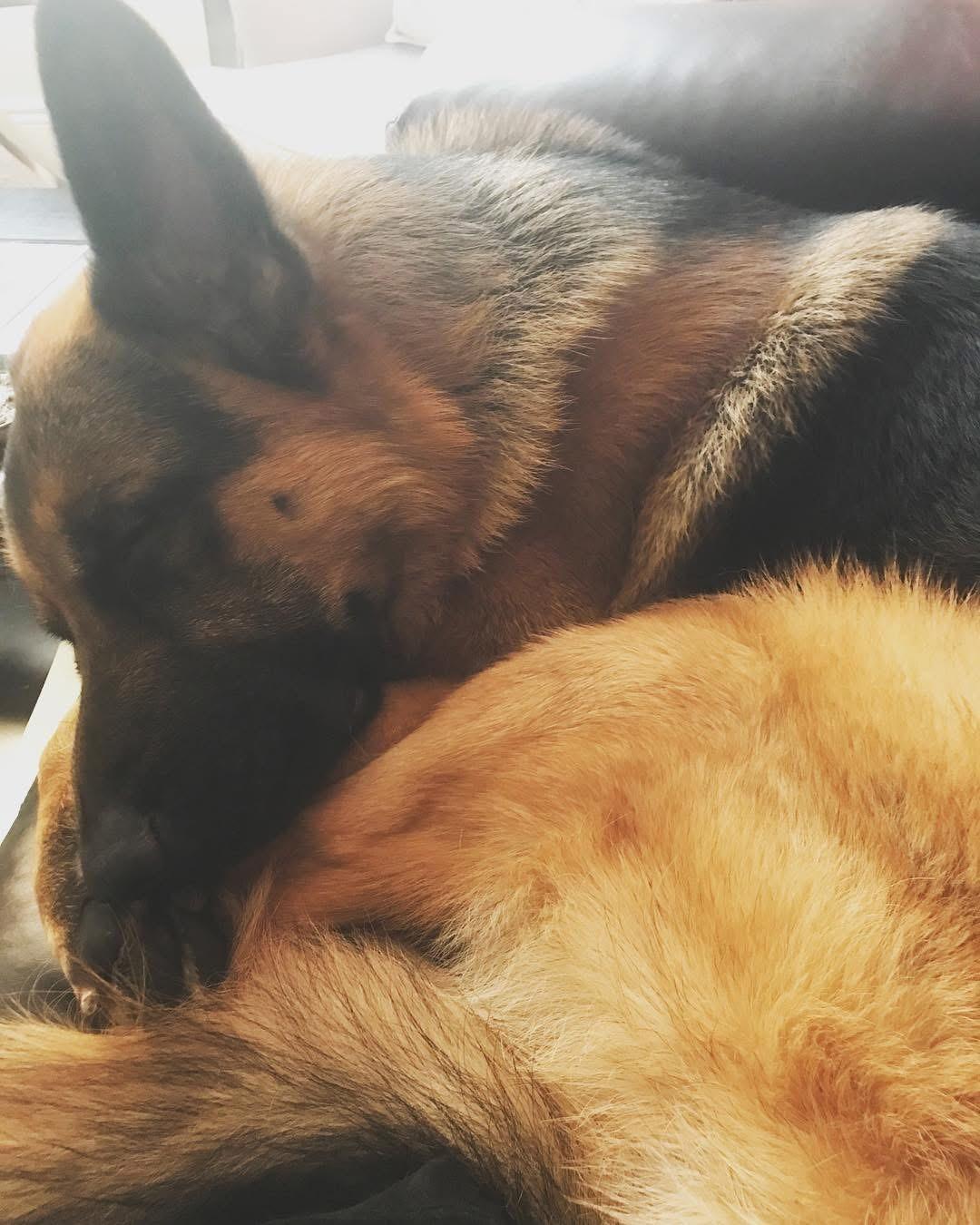 NOT at the shelter -- Courtesy Listing for Rocky, ADOPTABLE, Senior Male German Shepherd Dog.