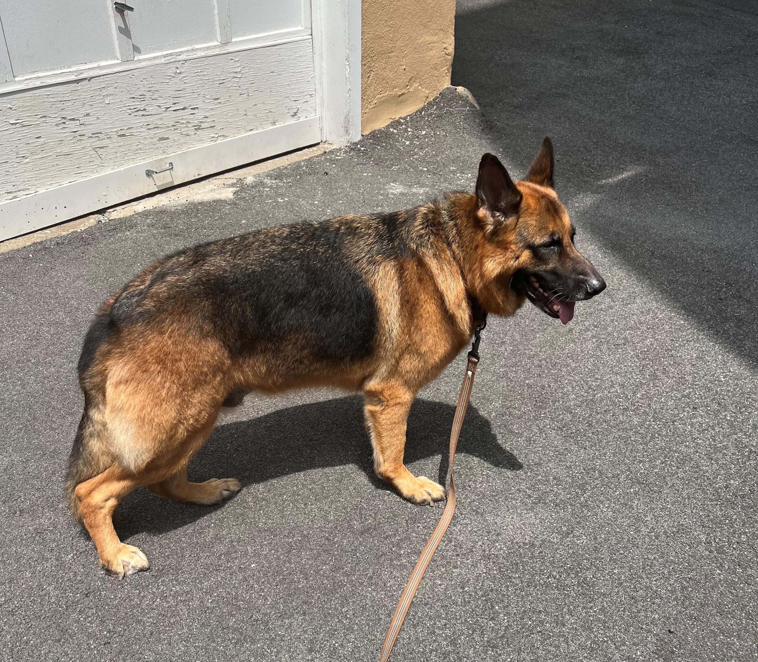 NOT at the shelter -- Courtesy Listing for Rocky, a ADOPTABLE German Shepherd Dog in New Rochelle, NY image 2/3