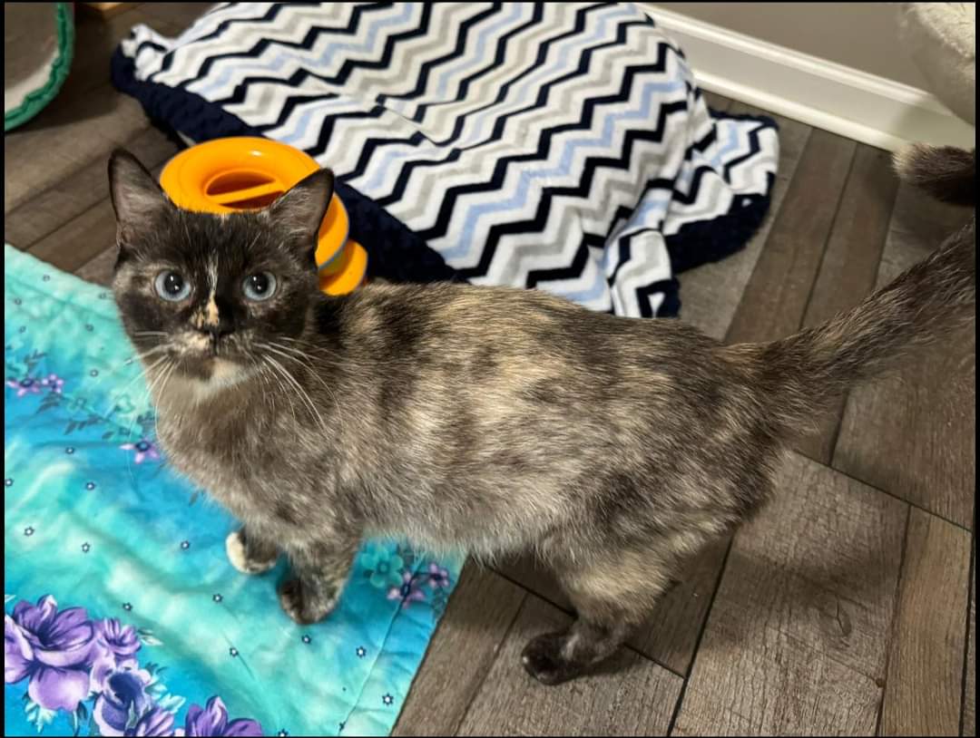 Cat for adoption Kelsey, a Dilute Tortoiseshell Mix in Plattsmouth