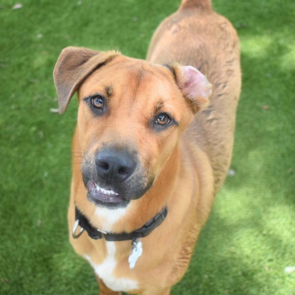 Rocky, Adoptable, Puppy Male Mixed Breed.
