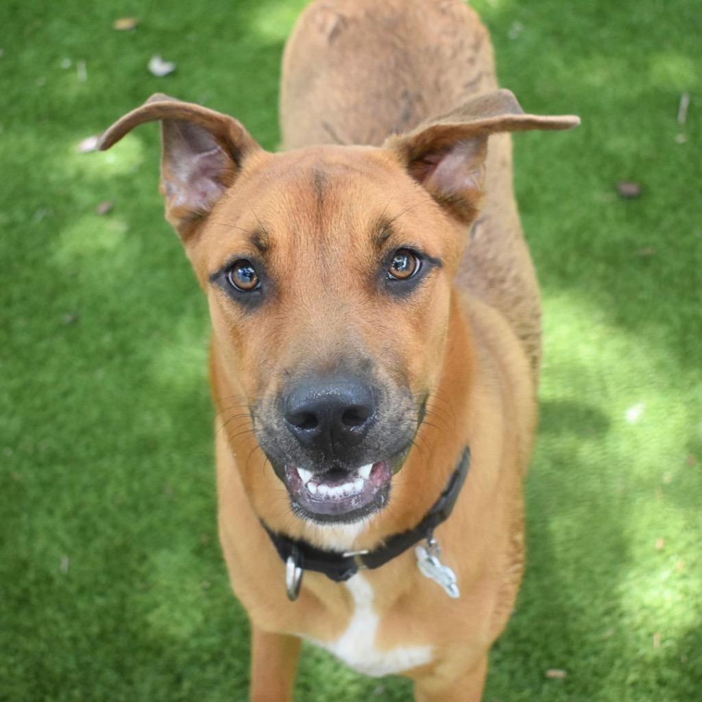 Enlarge Rocky, a Adoptable mixed breed in Saint Petersburg, FL image 2/4