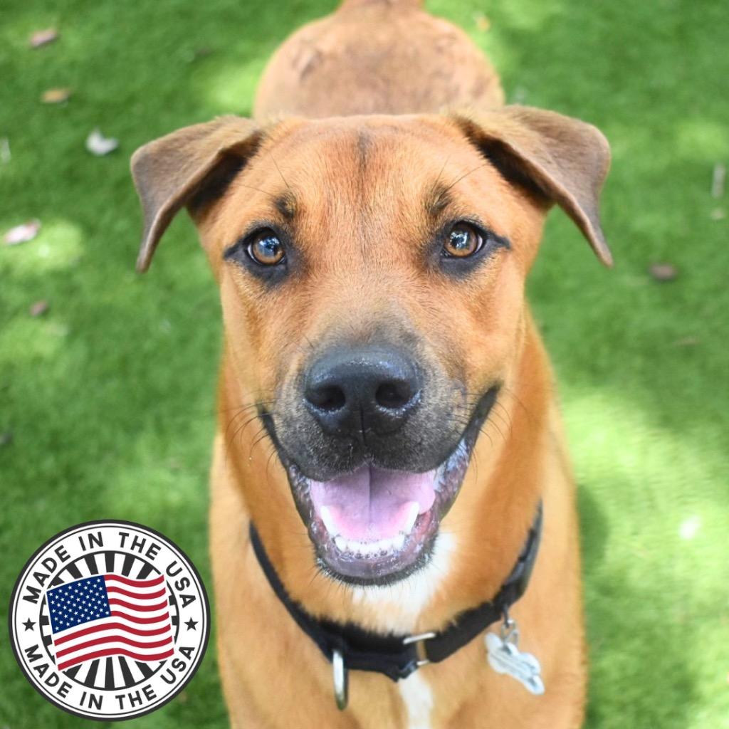 Enlarge Rocky, a Adoptable mixed breed in Saint Petersburg, FL image 3/4