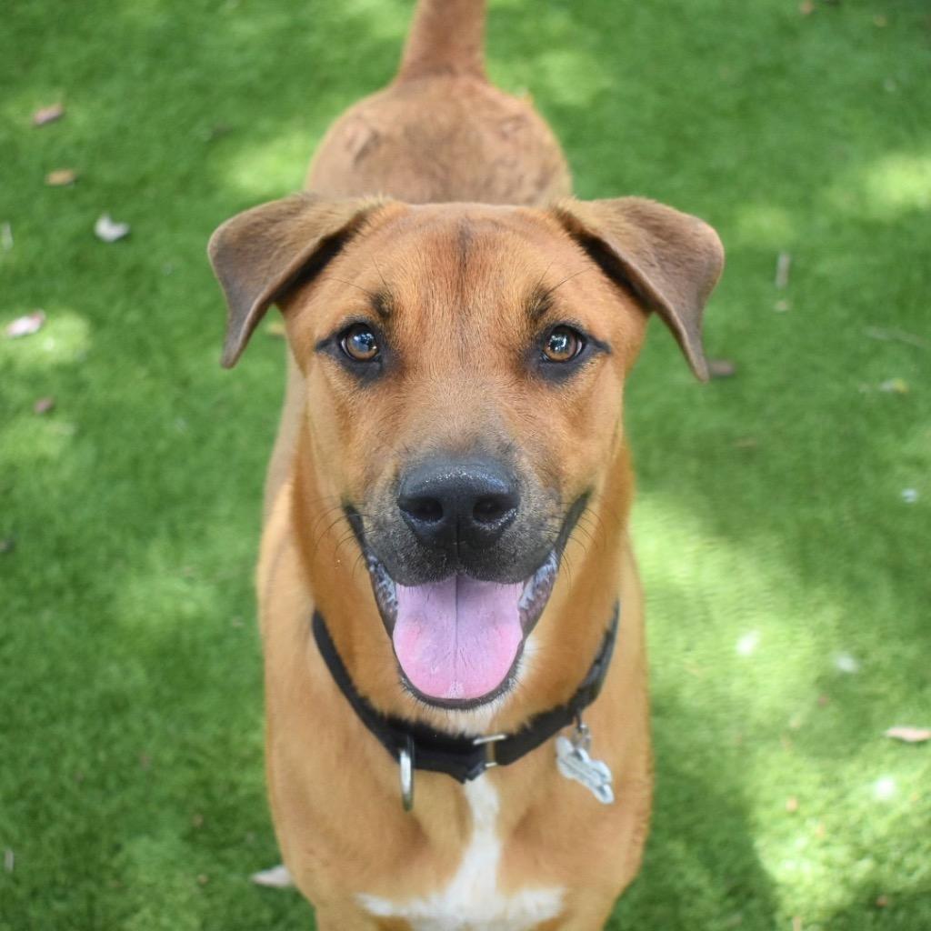 Enlarge Rocky, a Adoptable mixed breed in Saint Petersburg, FL image 4/4