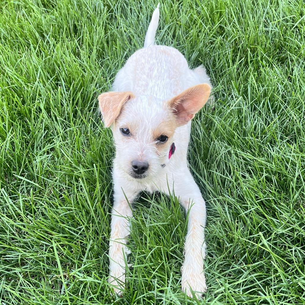Enlarge Jovie, a Adoptable Terrier in Cashmere, WA image 1/4