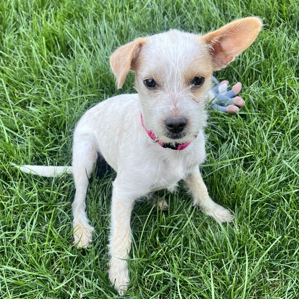 Enlarge Jovie, a Adoptable Terrier in Cashmere, WA image 2/4