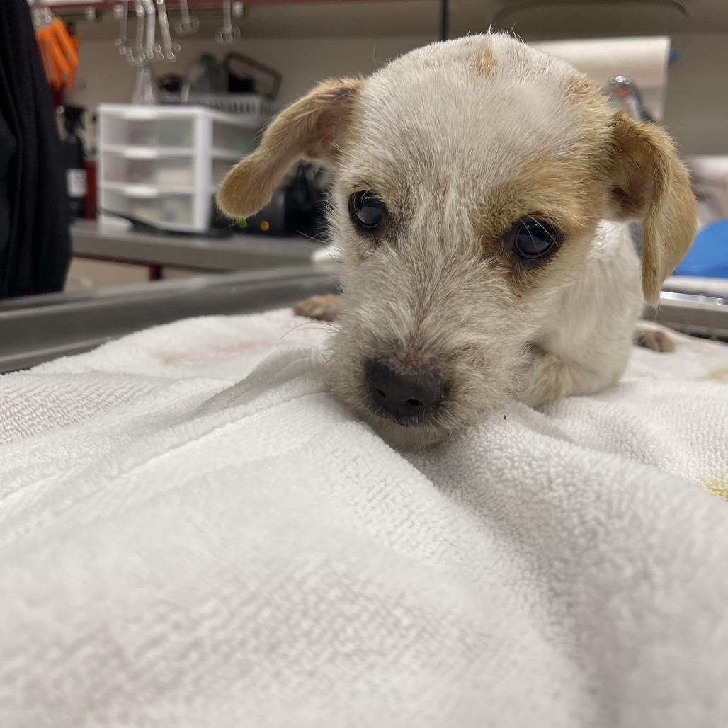 Enlarge Jovie, a Adoptable Terrier in Cashmere, WA image 3/4