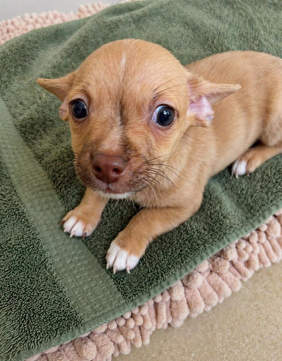 Squeaky , adopted, Puppy Male Chihuahua.
