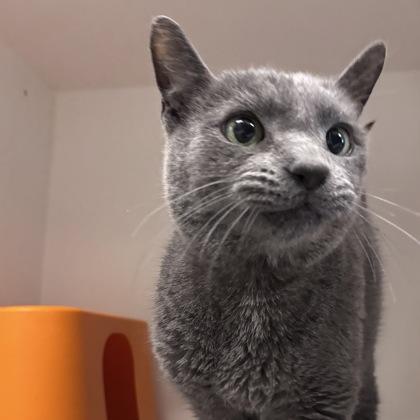 Ink, a Adoptable mixed breed in Janesville, WI image 1/2