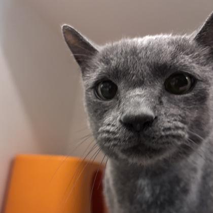 Ink, a Adoptable mixed breed in Janesville, WI image 2/2