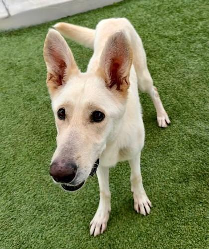 Nelson, Adoptable, Adult Male Mixed Breed & Mixed Breed.