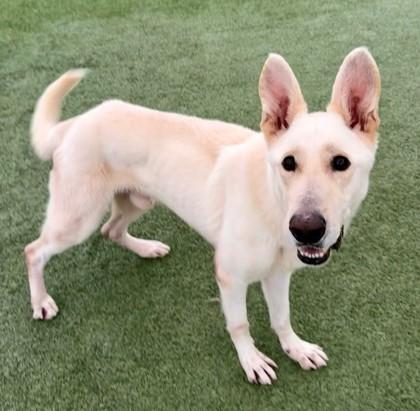 Nelson, a Adoptable mixed breed in Fort Worth, TX image 2/3