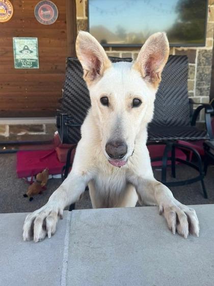 Nelson, a Adoptable mixed breed in Fort Worth, TX image 3/3