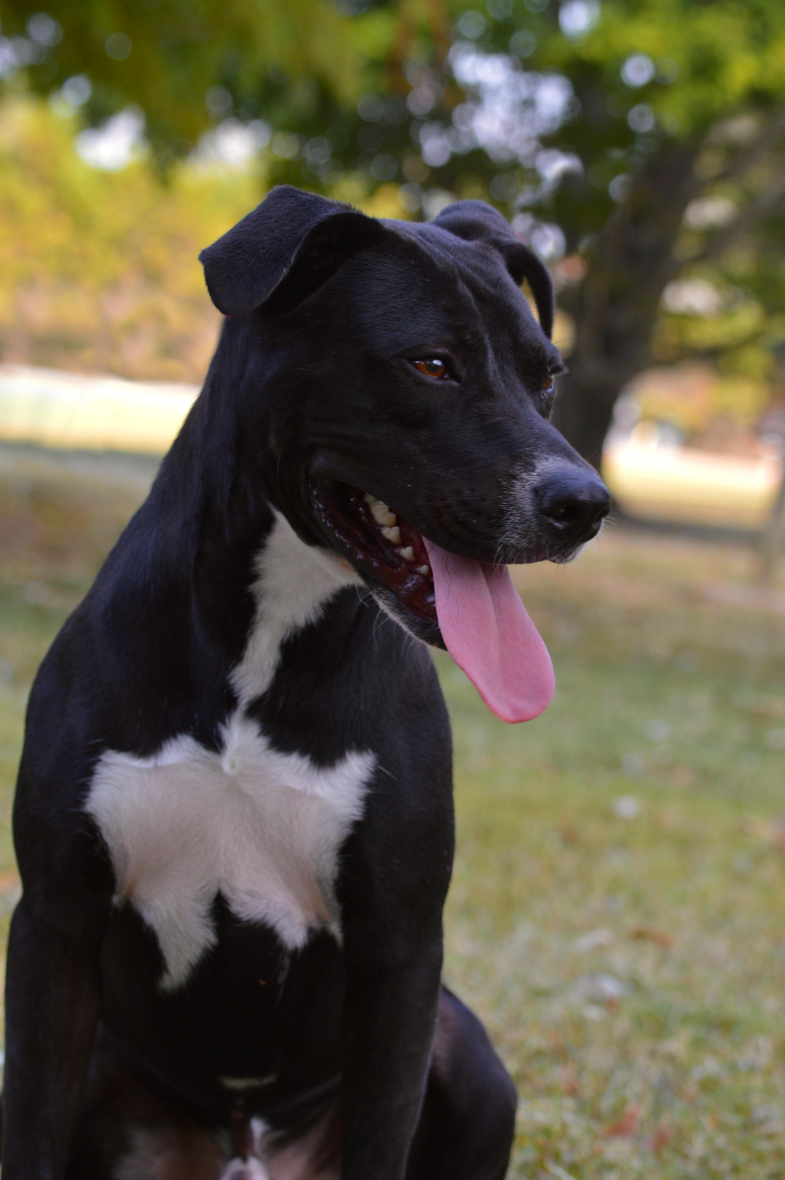 Sprint, a Adoptable Mixed Breed in Collierville, TN image 2/4