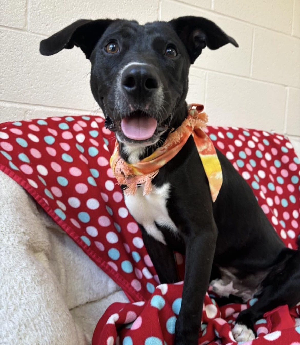 Sprint, Adult Male Mixed Breed