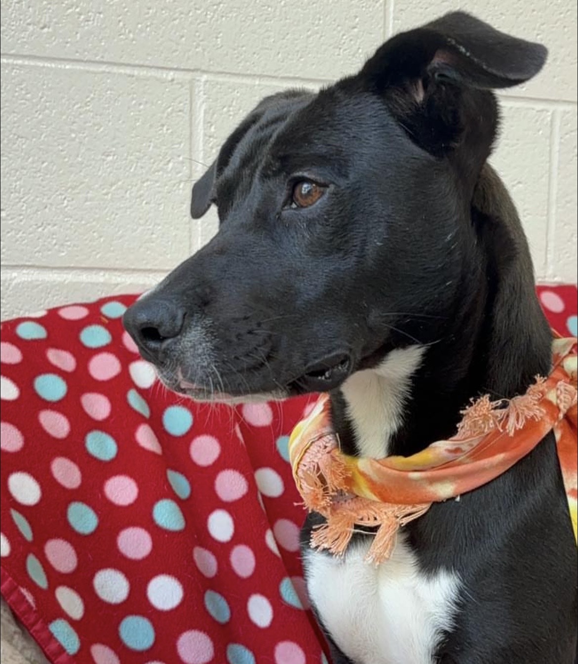 Sprint, a Adoptable Mixed Breed in Collierville, TN image 4/4